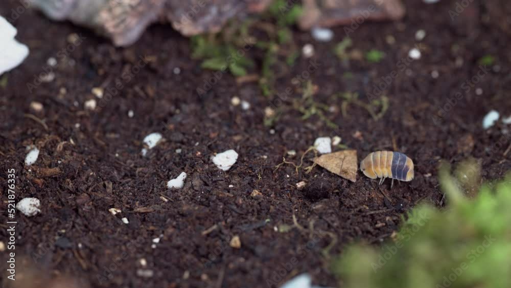 Isopod on the ground. Cubaris sp. Amber ducky.