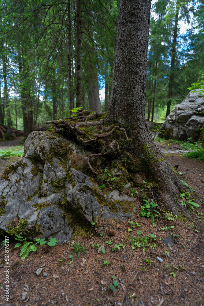 eine Fichte wächst auf einem grossen Stein, Wurzelstock mit starken Wurzeln auf einem Findling im Wald. Waldlichtung in Adelboden eine Fichte wächst auf einem grossen Stein, Wurzelstock mit starken Wurzeln auf einem Findling im Wald. Waldlichtung in Adelboden