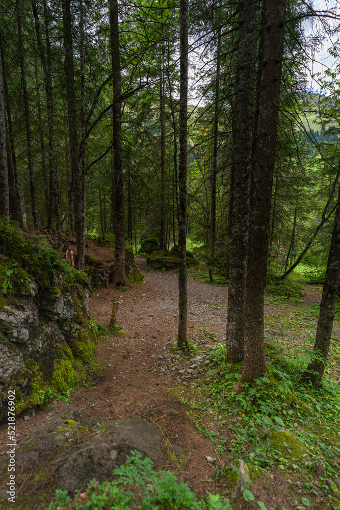 eine Fichte wächst auf einem grossen Stein, Wurzelstock mit starken Wurzeln auf einem Findling im Wald. Waldlichtung in Adelboden eine Fichte wächst auf einem grossen Stein, Wurzelstock mit starken Wurzeln auf einem Findling im Wald. Waldlichtung in Adelboden