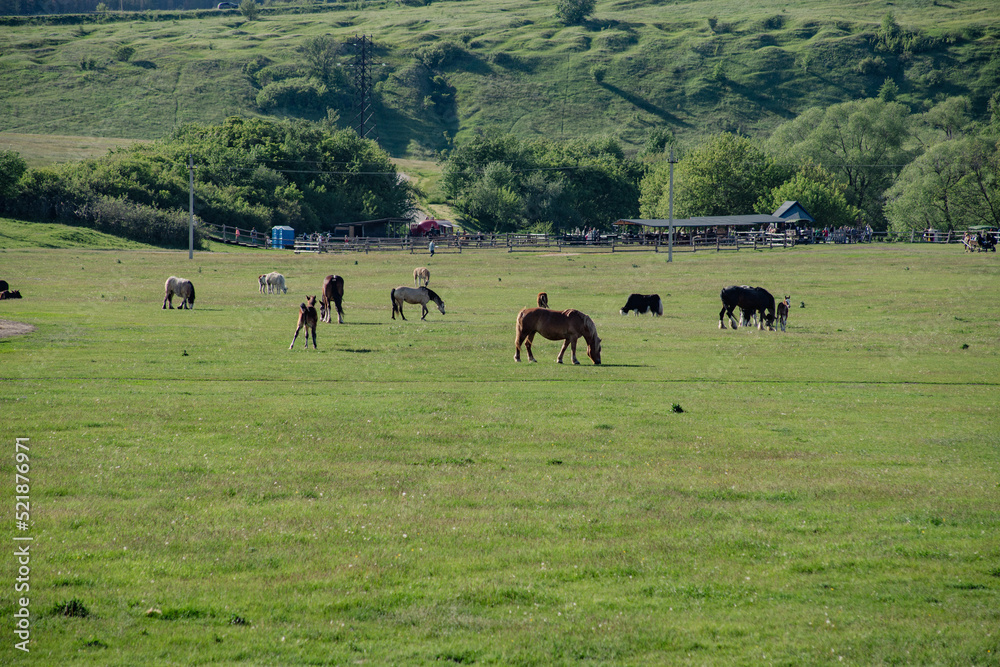 photo landscape grazing horses in a meadow photo landscape grazing horses in a meadow