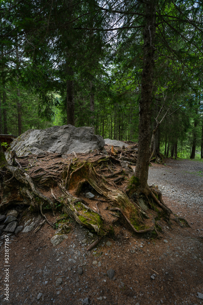 eine Fichte wächst auf einem grossen Stein, Wurzelstock mit starken Wurzeln auf einem Findling im Wald. Waldlichtung in Adelboden eine Fichte wächst auf einem grossen Stein, Wurzelstock mit starken Wurzeln auf einem Findling im Wald. Waldlichtung in Adelboden