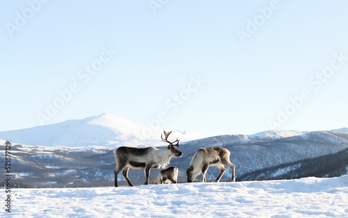 Group of reindeer standing in the tundra in winter photo