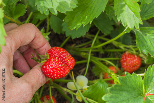 A woman's hand picks a strawberry. Harvesting strawberries on a farm