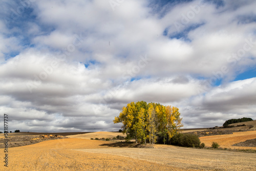 Bonito paisaje de la provincia de Palencia. Un bonito árbol con los colores del otoño destaca en medio de campos de labranza.  photo