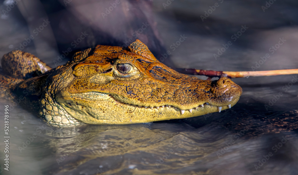 Wild young caiman or crocodile watches from the surface of the water.
