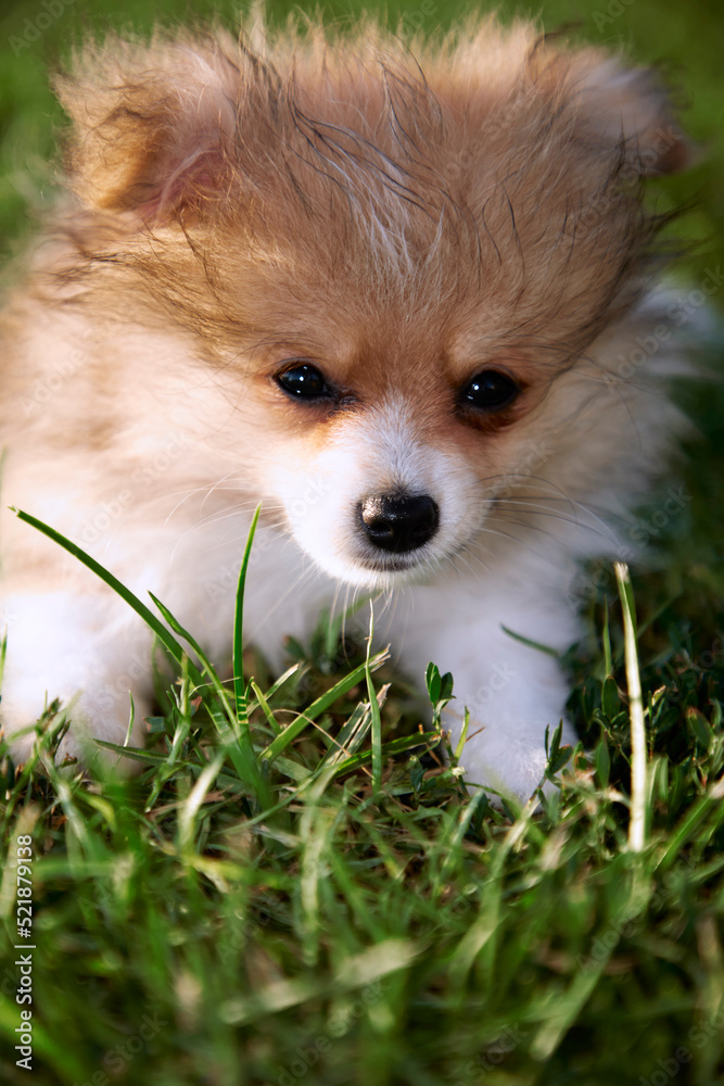 pomeranian spitz. color red with white. close-up portrait pomeranian spitz. color red with white. close-up portrait
