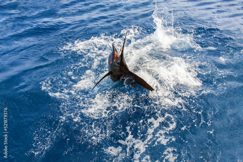 Head of sailfish in the spray of water is trying to get free from the hook.