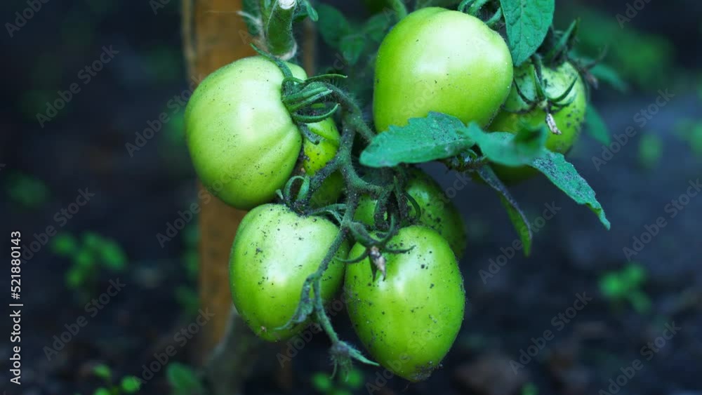 Close-up of a bush of green ripening growing tomatoes in a vegetable garden on a summer day.Growing tomatoes vegetables, agriculture concept. Plant care.Selective focus Close-up of a bush of green ripening growing tomatoes in a vegetable garden on a summer day.Growing tomatoes vegetables, agriculture concept. Plant care.Selective focus