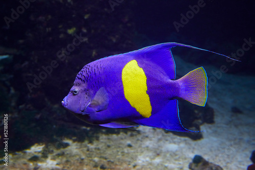 Beautiful Arabian angelfish swimming in reef, (Pomacanthus maculosus).