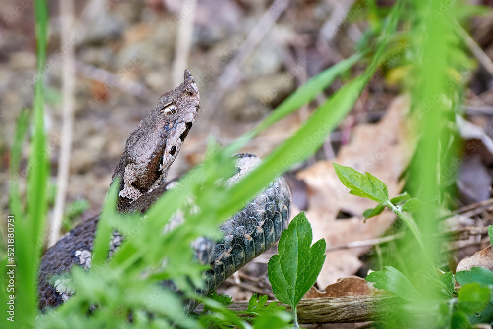 Nose-Horned Viper male in natural habitat (Vipera ammodytes) Nose-Horned Viper male in natural habitat (Vipera ammodytes)