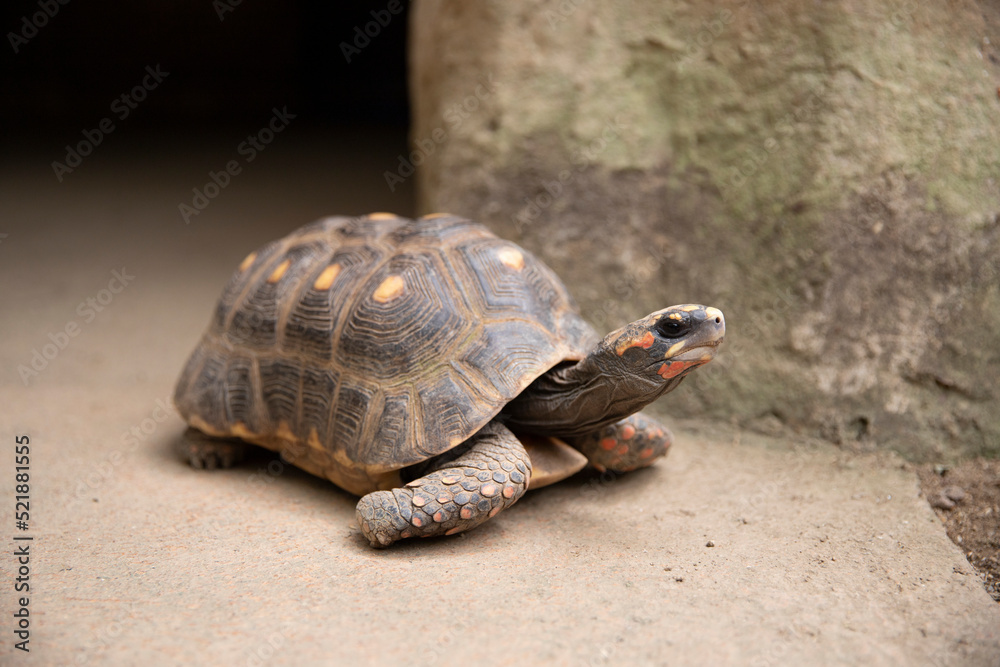 Wild young turtle. Sulcata Geochelone - Turtle Sulcata Wild young turtle. Sulcata Geochelone - Turtle Sulcata