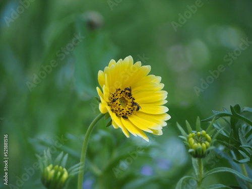 insects fetching nectar from flower