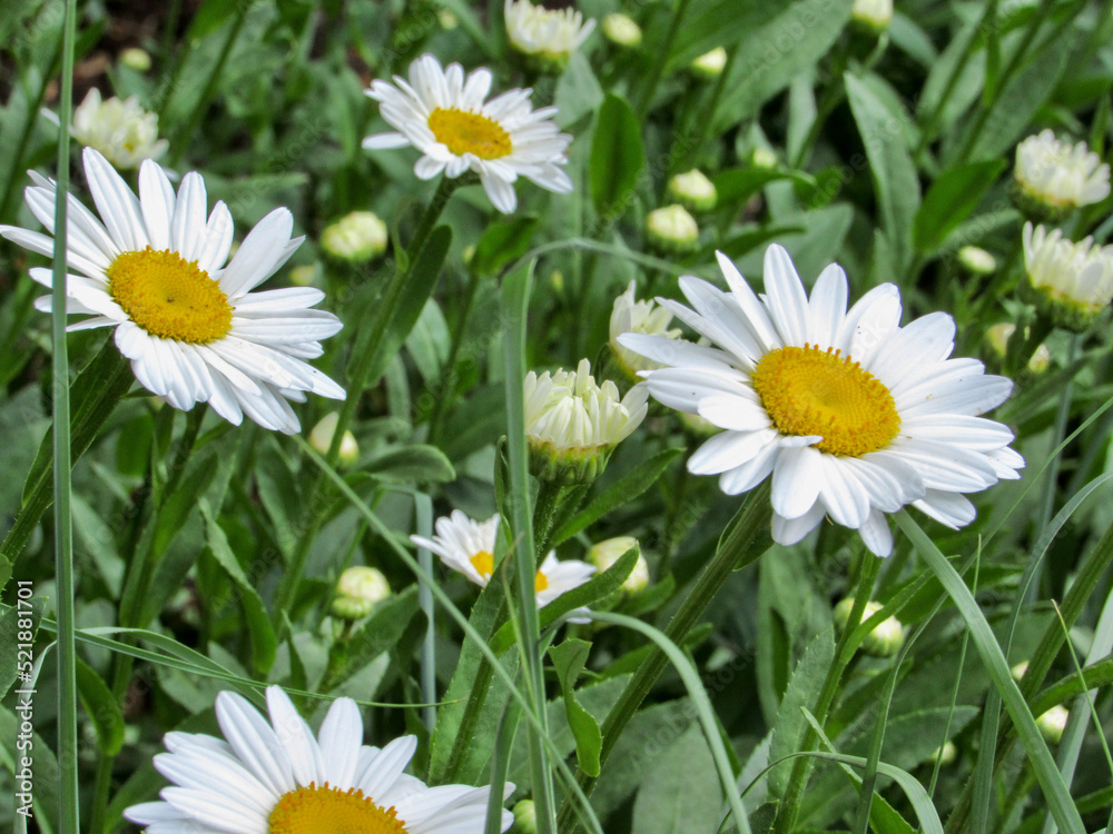 Fototapeta premium daisies in the grass