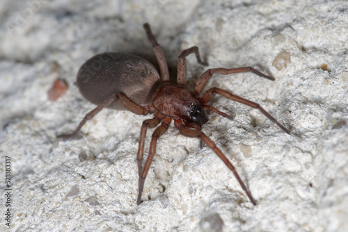 Fotobehang Une araignée de couleur brune sur un mur (Drassodes)