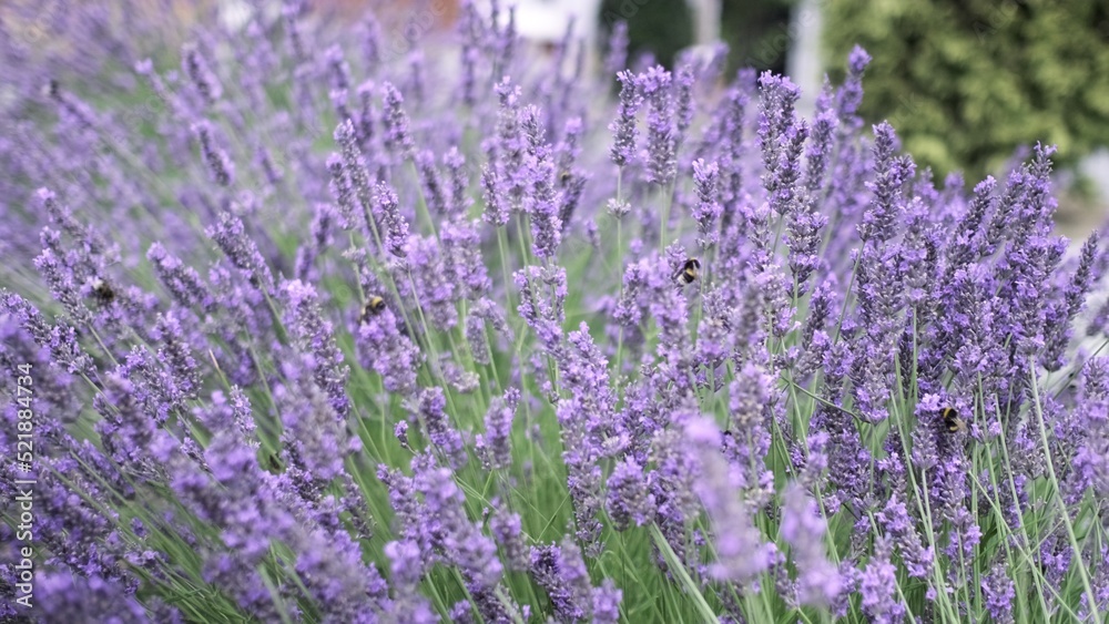 Obraz premium Flying bumble-bee gathering pollen from lavender blossoms. Close up Slow Motion. Beautiful Blooming Lavender Flowers swaying in wind. Provence, South France, Europe. Calm Cinematic Nature Background