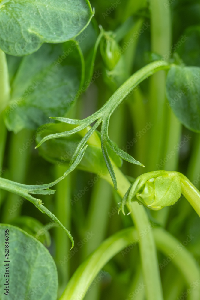 Close-up of green pea micro-greens. Full frame. Close-up of green pea micro-greens. Full frame.