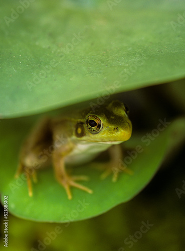small frog hiding between two lily pad leaves