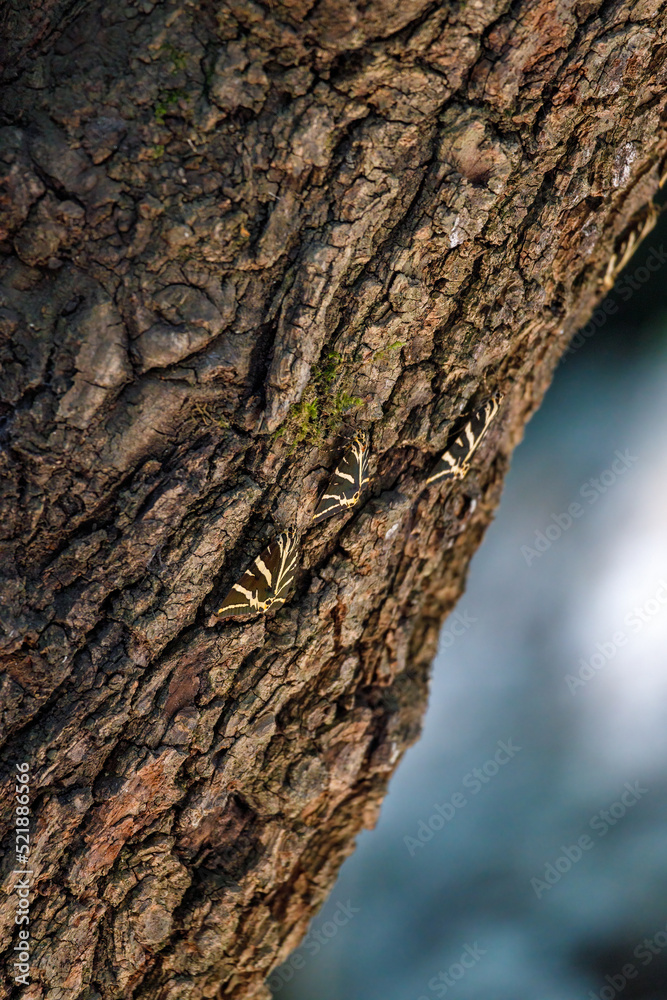 Butterflies on a tree trunk, The Jersey tiger moth (Euplagia quadripunctaria rhodosensis) in The Valley of Butterflies. The Petaloudes valley nature reserve in Rhodes, Greece, Europe.