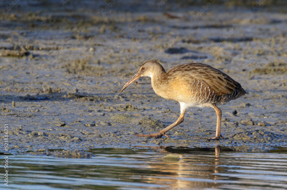 Clapper rail (Rallus crepitans) at tidal marsh, Galveston, Texas, USA. Clapper rail (Rallus crepitans) at tidal marsh, Galveston, Texas, USA.
