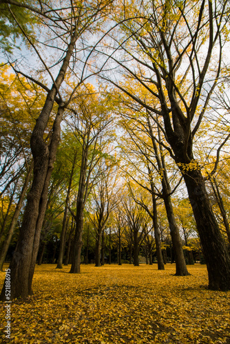 Autumn Yoyogi Park covered with yellow fallen leaves lined with ginkgo groves