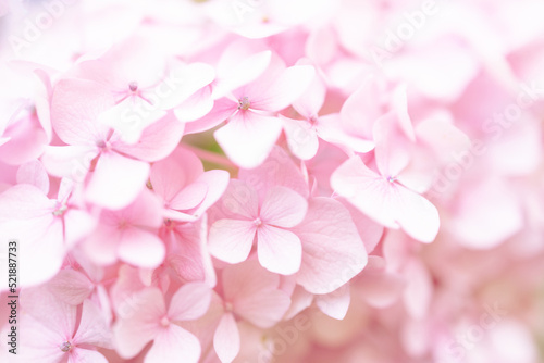 Romantic, soft and beautiful pattern pink hydrangea flowers background