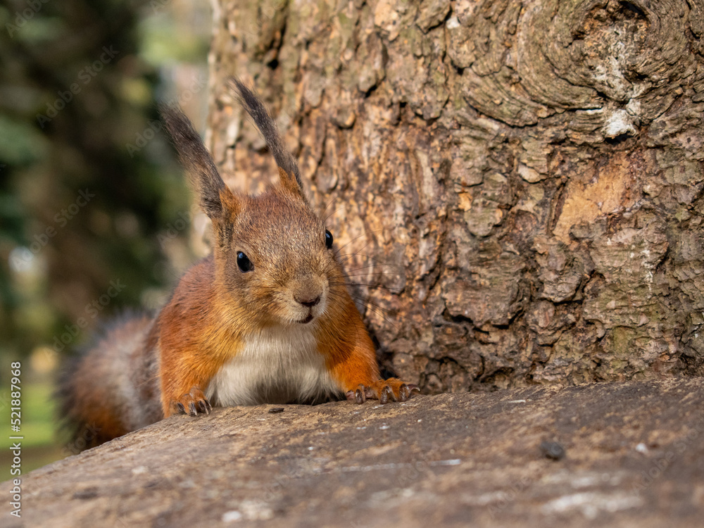 Squirrel in the forest