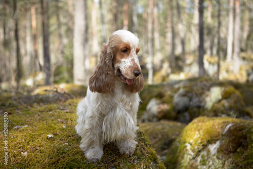 Portrait of an English Cocker spaniel. Summer. Wildlife. The dog sits on a stone boulder and looks down. The color is orange roan. Trees are visible in the background.