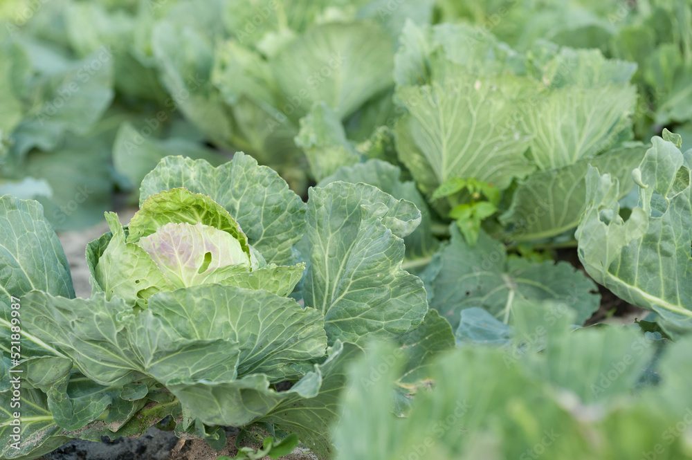 ripening process of cabbage head ripening process of cabbage head