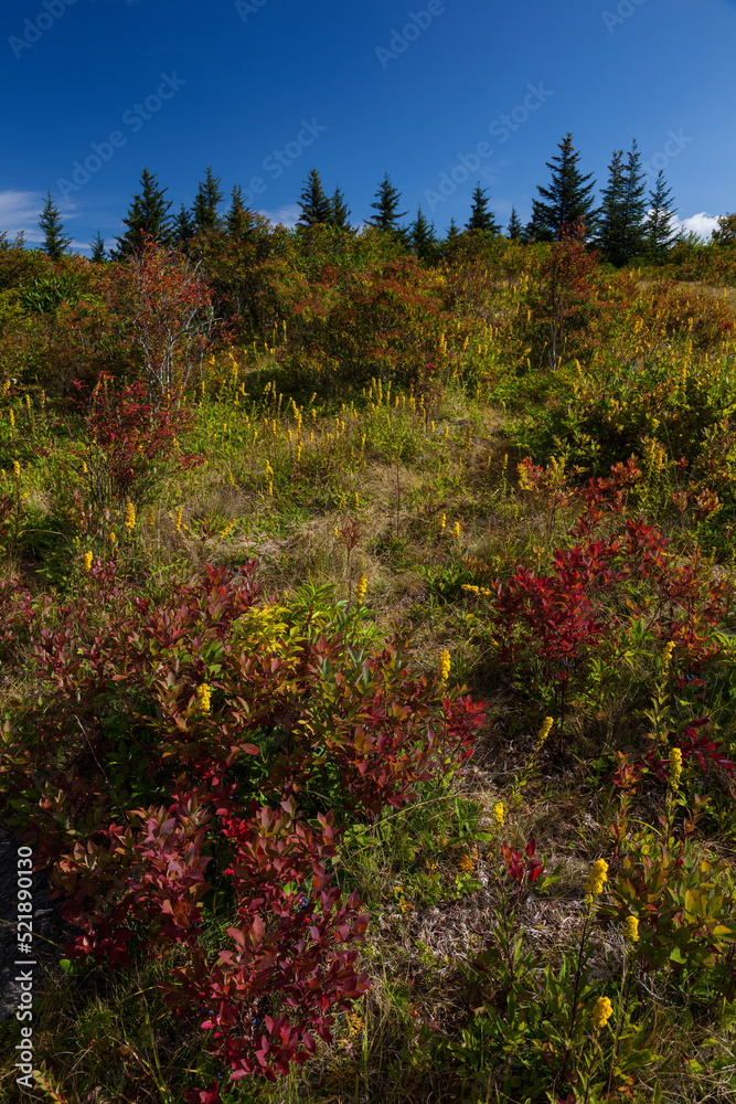Naklejka premium Wildflowers on the Blue Ridge Parkway in North Carolina