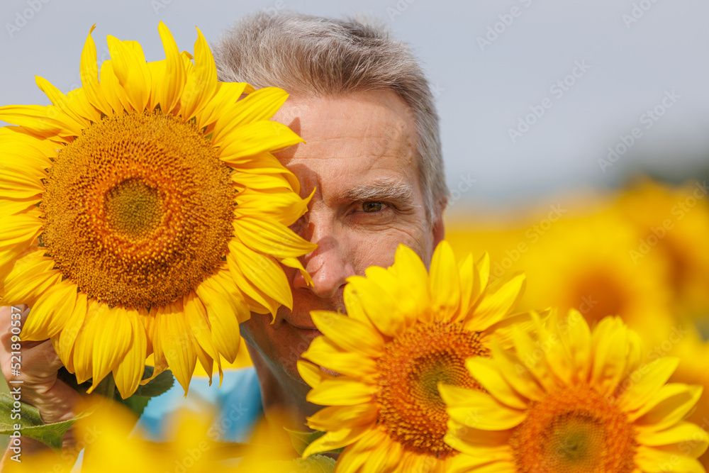 Man in a field of ripe sunflowers in summer