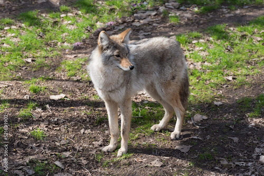 Fototapeta premium Coyote, Canis latrans, in Winter Coat