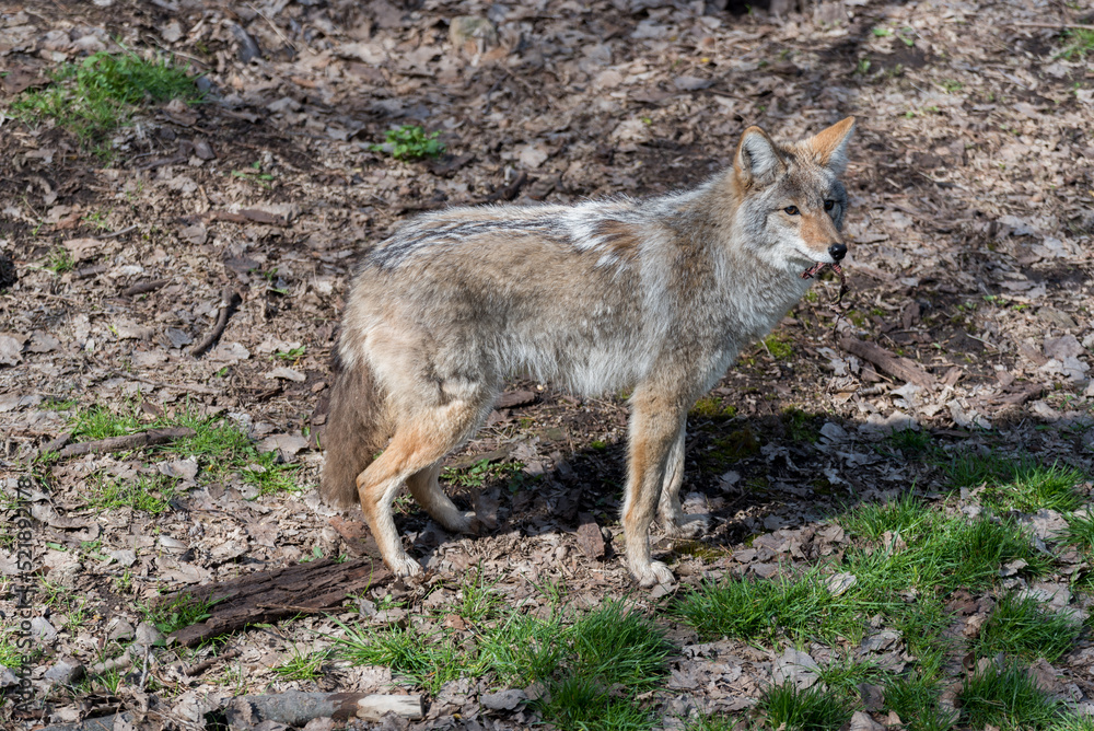 Coyote, Canis latrans, in Winter Coat Coyote, Canis latrans, in Winter Coat
