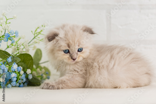 A beautiful blue-eyed fluffy beige kitten lies near bouquet of flowers. Portrait. Selective focus