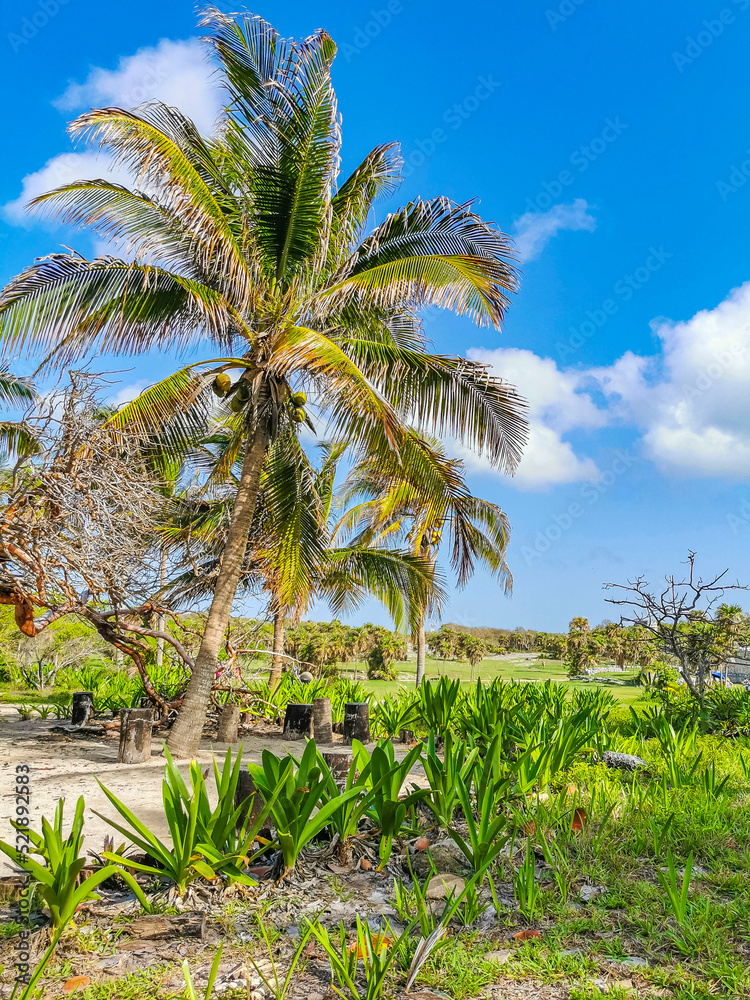 Naklejka premium Ancient Tulum ruins Mayan site temple pyramids artifacts seascape Mexico.