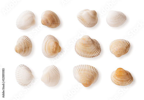 Set of common cockle shells isolated on a white background. Empty shells of Black sea Cerastoderma edule cutout. Marine bivalve mollusc multicolored shells macro. Saltwater shellfish, clams.