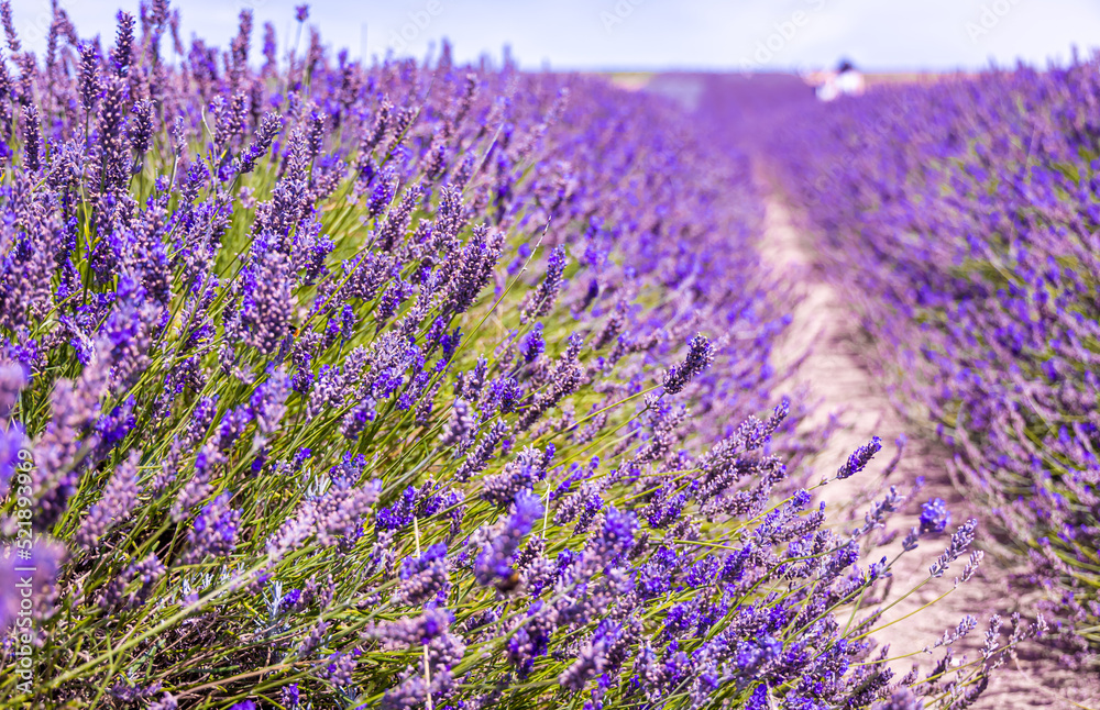 Obraz premium Hitchin lavender field in Ickleford near London, flower-farming vista popular for photos in summer in England