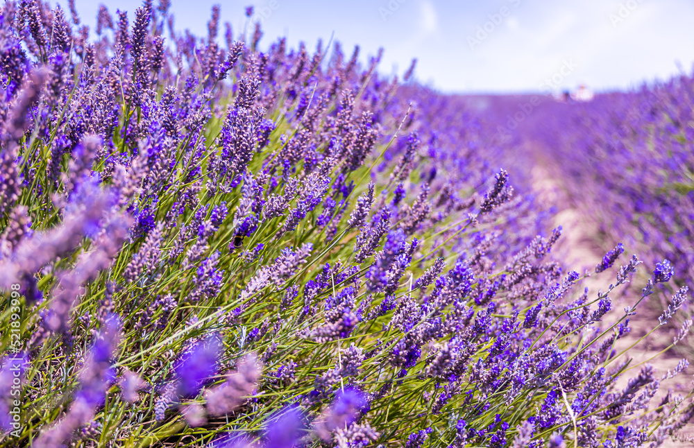 Hitchin lavender field in Ickleford near London, flower-farming vista popular for photos in summer in England