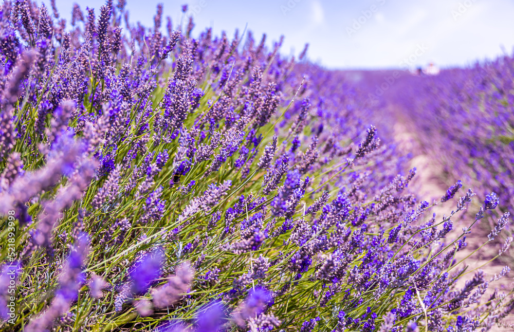 Obraz premium Hitchin lavender field in Ickleford near London, flower-farming vista popular for photos in summer in England