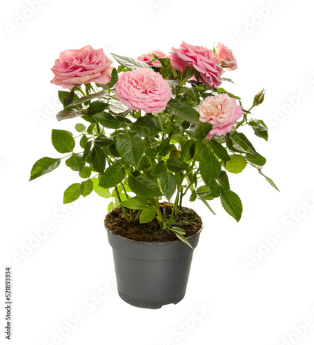 Obraz na płótnie blooming indoor rose in flowerpot isolated on white background w salonie