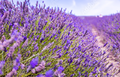 Hitchin lavender field in Ickleford near London  flower-farming vista popular for photos in summer in England