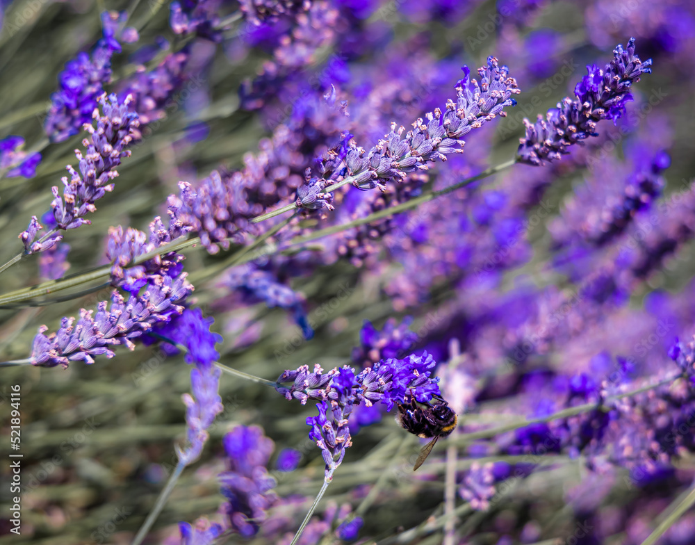Hitchin lavender field in Ickleford near London, flower-farming vista popular for photos in summer in England Hitchin lavender field in Ickleford near London, flower-farming vista popular for photos in summer in England