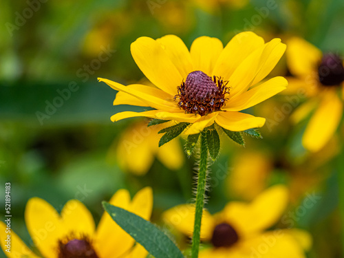 Rudbeckia hirta, black-eyed Susan, photo