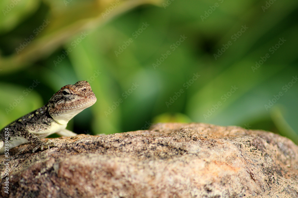 A Small Lizard in the Rocky Hill. A Small Lizard in the Rocky Hill.