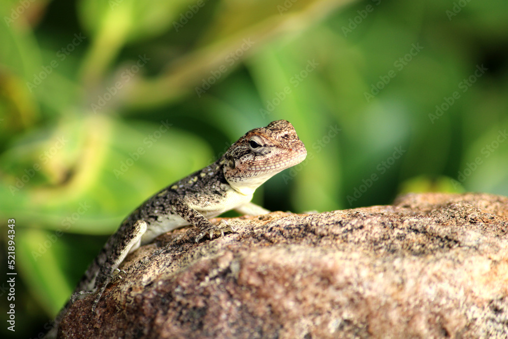 A Small Lizard in the Rocky Hill. A Small Lizard in the Rocky Hill.