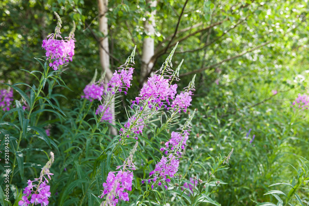 Obraz premium Purple Alpine Fireweed. Summer landscape with herbs.