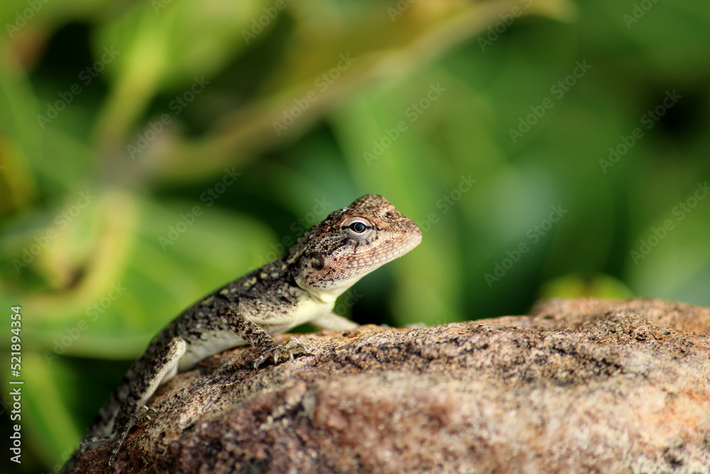 Fototapeta premium A Small Lizard in the Rocky Hill.