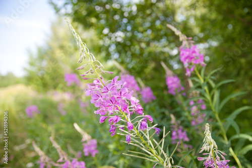 Purple Alpine Fireweed. Summer landscape with herbs.