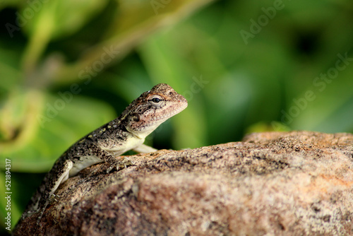 A Small Lizard in the Rocky Hill.
