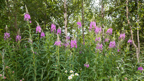 Chamerion Angustifolium. Fireweed, Great Willow-herb, Rosebay Willowherb.