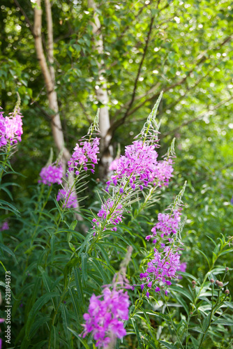 Chamerion Angustifolium. Fireweed, Great Willow-herb, Rosebay Willowherb.